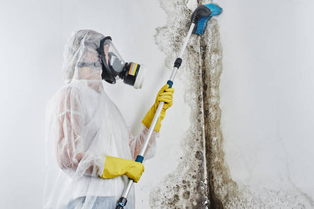 Best Industrial Mold Remediation in Plum Grove, TX