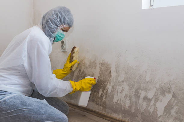 Best Health and Safety Mold Remediation in Plum Grove, TX
