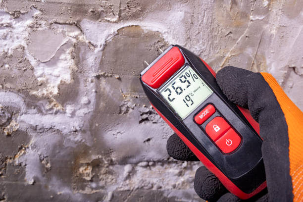 Best Crawl Space Mold Remediation in Plum Grove, TX
