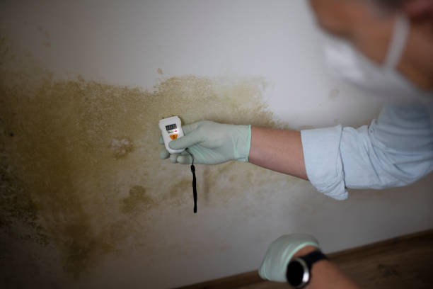 Best Residential Mold Remediation in Plum Grove, TX